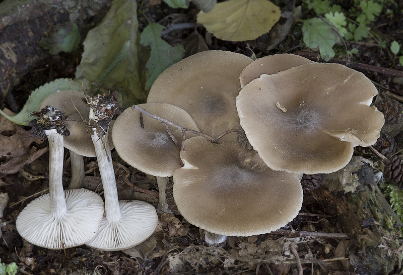 Entoloma sericatum